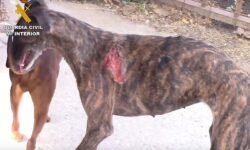 El ‘vampiro de Humanes’ se matricula en Veterinaria y se salta la prohibición de mantenerse lejos de animales