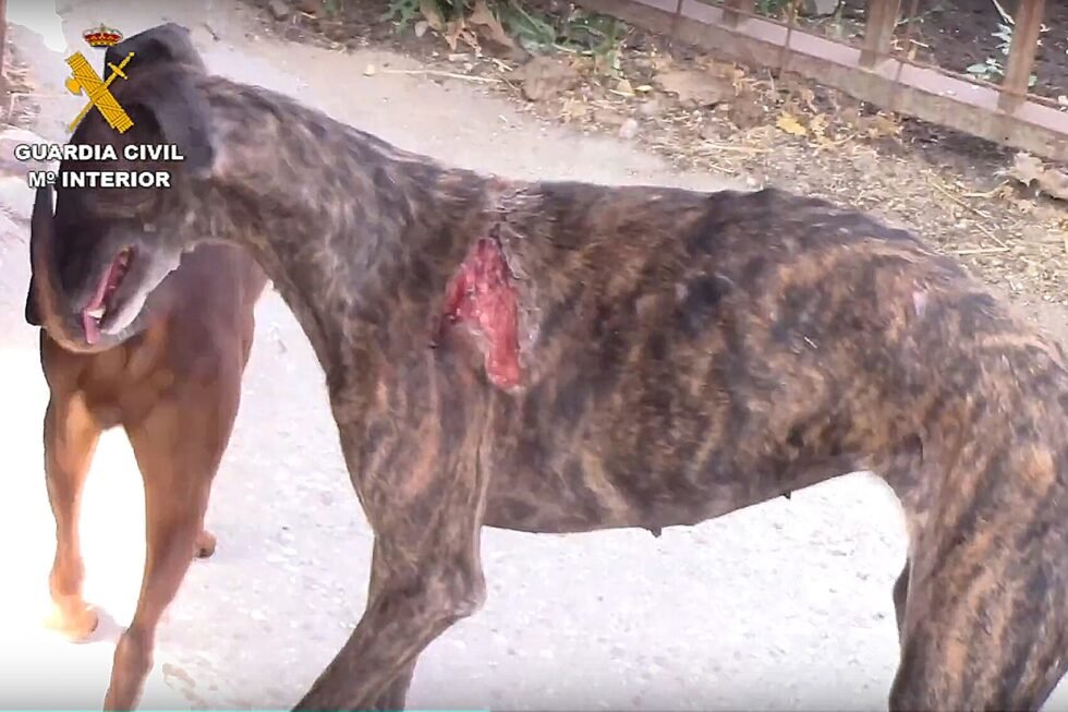 El ‘vampiro de Humanes’ se matricula en Veterinaria y se salta la prohibición de mantenerse lejos de animales