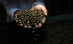 Geopolítica del café: ¿puede la crisis global cambiar el consumo mundial?
