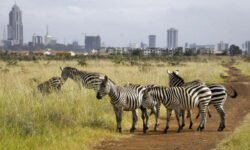 Vecinos salvajes: ¿por qué los animales están invadiendo nuestras ciudades?