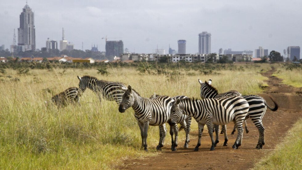 Vecinos salvajes: ¿por qué los animales están invadiendo nuestras ciudades?