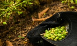 ¿Por qué la guerra entre Irán y EE. UU. golpea al cardamomo de Guatemala?