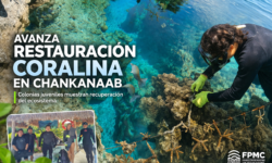 Avanza restauración coralina que realiza la FPMC en la laguna de Chankanaab, con resultados alentadores