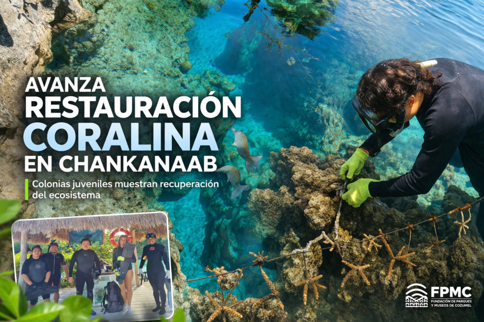 Avanza restauración coralina que realiza la FPMC en la laguna de Chankanaab, con resultados alentadores
