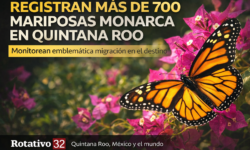Registran más de 700 mariposas monarca en su paso por Quintana Roo