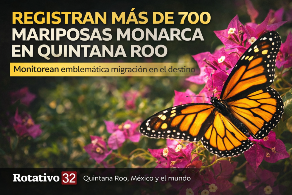 Registran más de 700 mariposas monarca en su paso por Quintana Roo