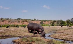 ¿Por qué Colombia aplicará la eutanasia a hipopótamos?