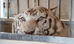 ‘Sona’, el último tigre de circo de Portugal, inicia una nueva vida en un santuario de Alicante