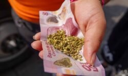 Cofepris acatará orden de la Corte para garantizar la emisión de permisos de uso lúdico de la marihuana