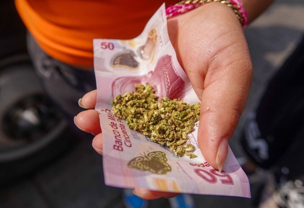 Cofepris acatará orden de la Corte para garantizar la emisión de permisos de uso lúdico de la marihuana