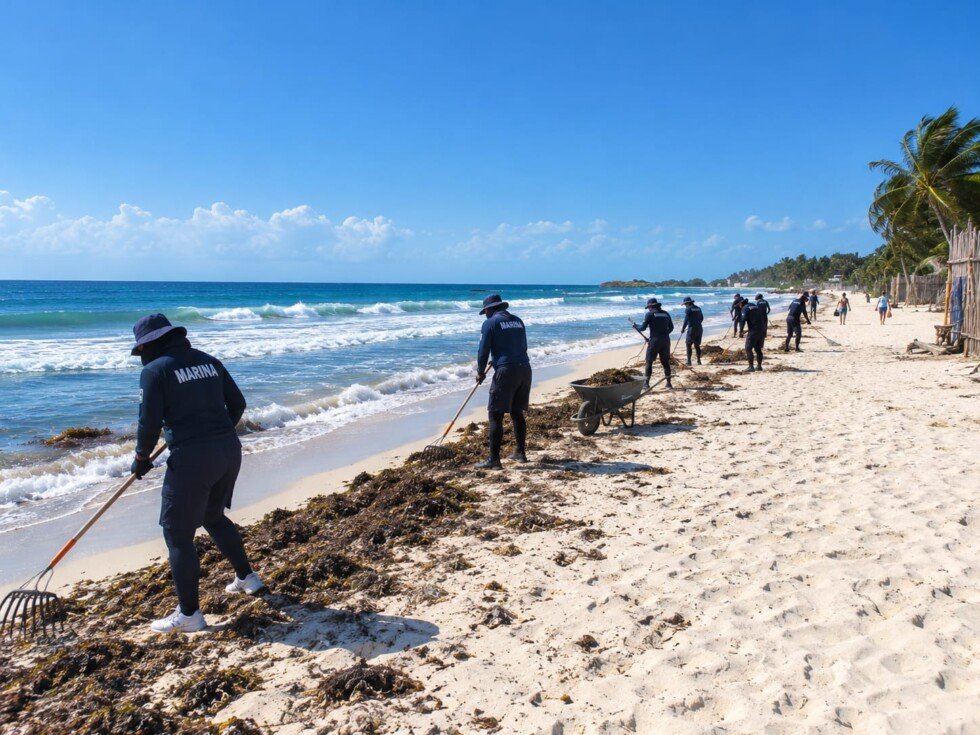 Personal de Marina realiza labores de recolección de sargazo en una playa del Caribe mexicano.